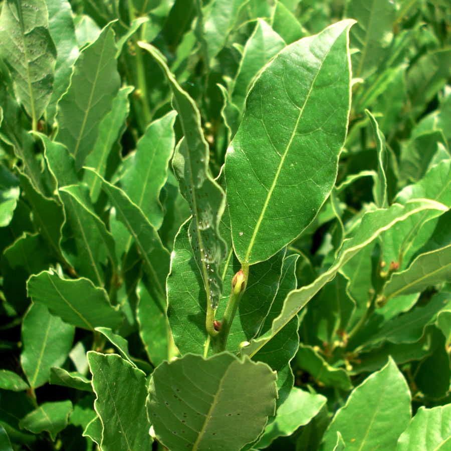 Laurus nobilis