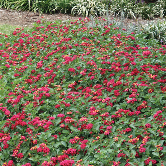 Lantana 'Summer Popsicle'