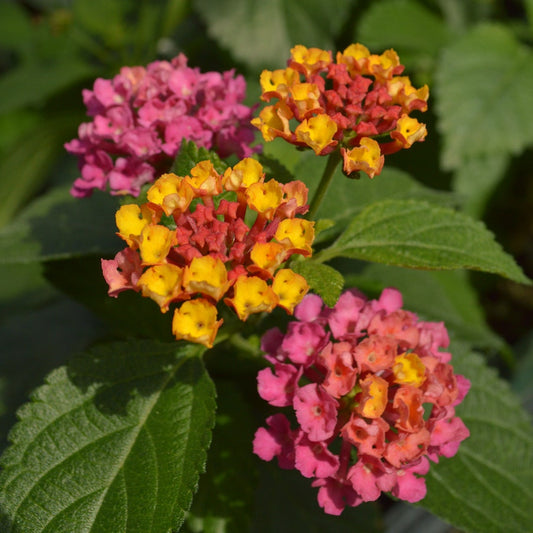 Lantana 'Summer Popsicle'