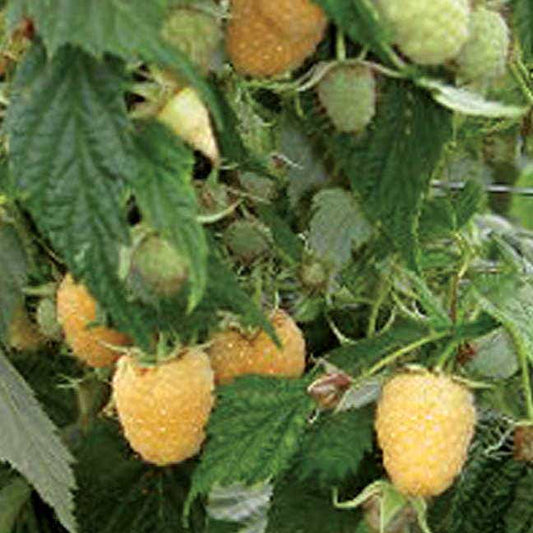Rubus 'Anne'