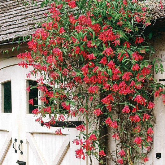 Lonicera 'Major Wheeler' Honeysuckle