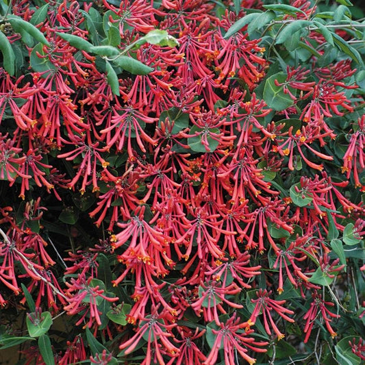 Lonicera 'Major Wheeler' Honeysuckle