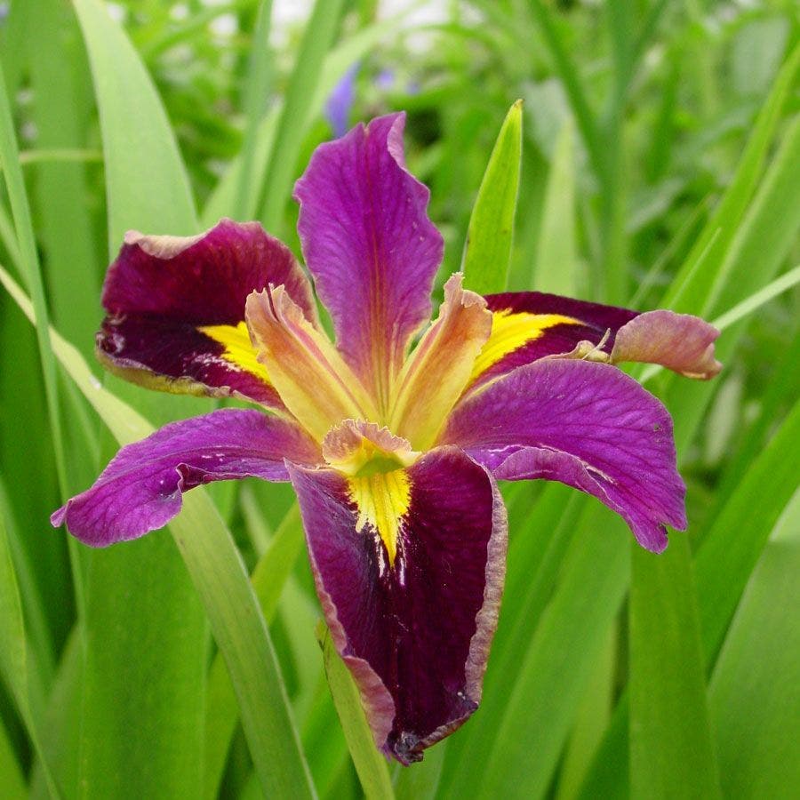 Iris 'Jack Attack'