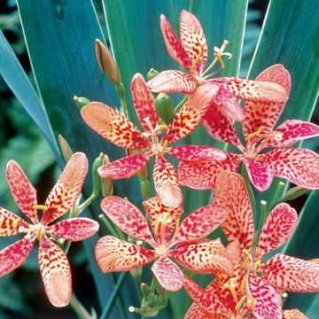 Blackberry Lily