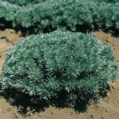 Artemisia 'Silver Mound'