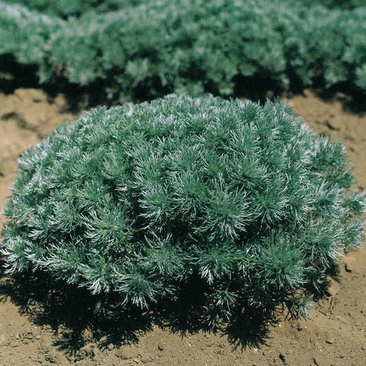 Artemisia 'Silver Mound'