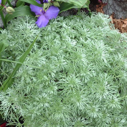 Artemisia 'Silver Mound'