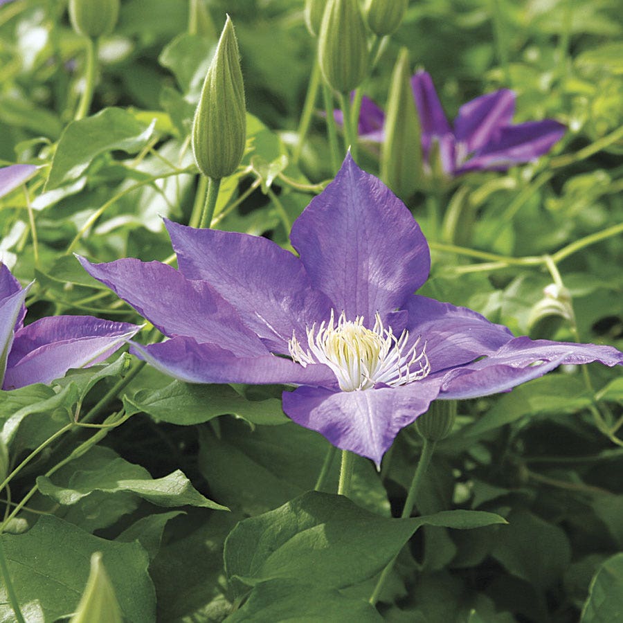Clematis H. F. Young