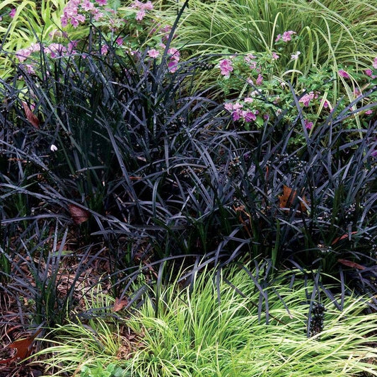 Ophiopogon 'Nigrescens'