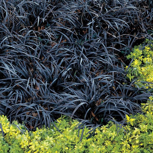 Ophiopogon 'Nigrescens'