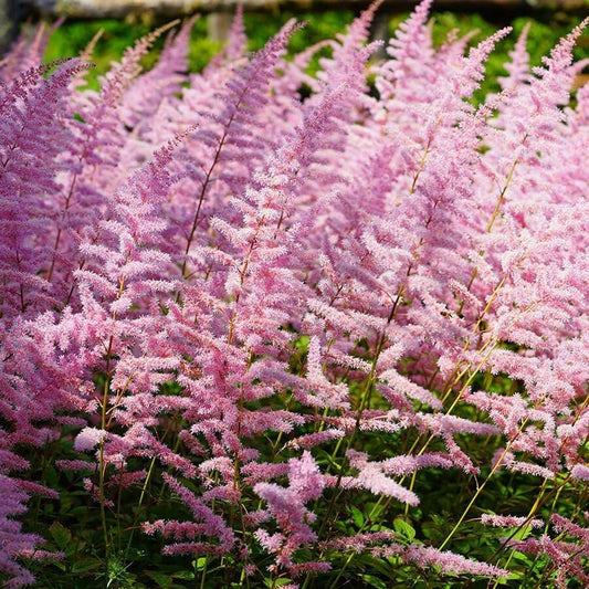 Astilbe 'Finale'