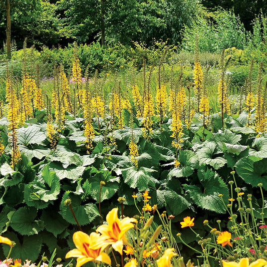 Ligularia stenocephala 'The Rocket'