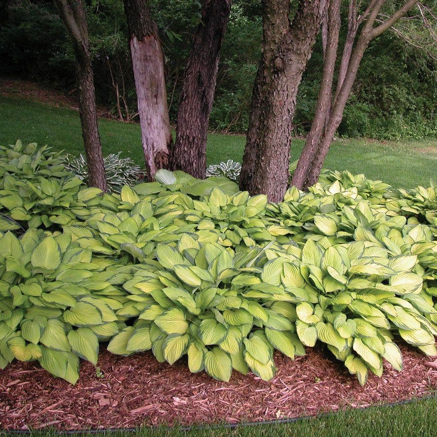 Hosta 'Gold Standard' Plantain Lily