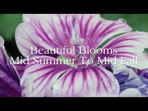 Malva 'Zebrina' Hollyhock Mallow