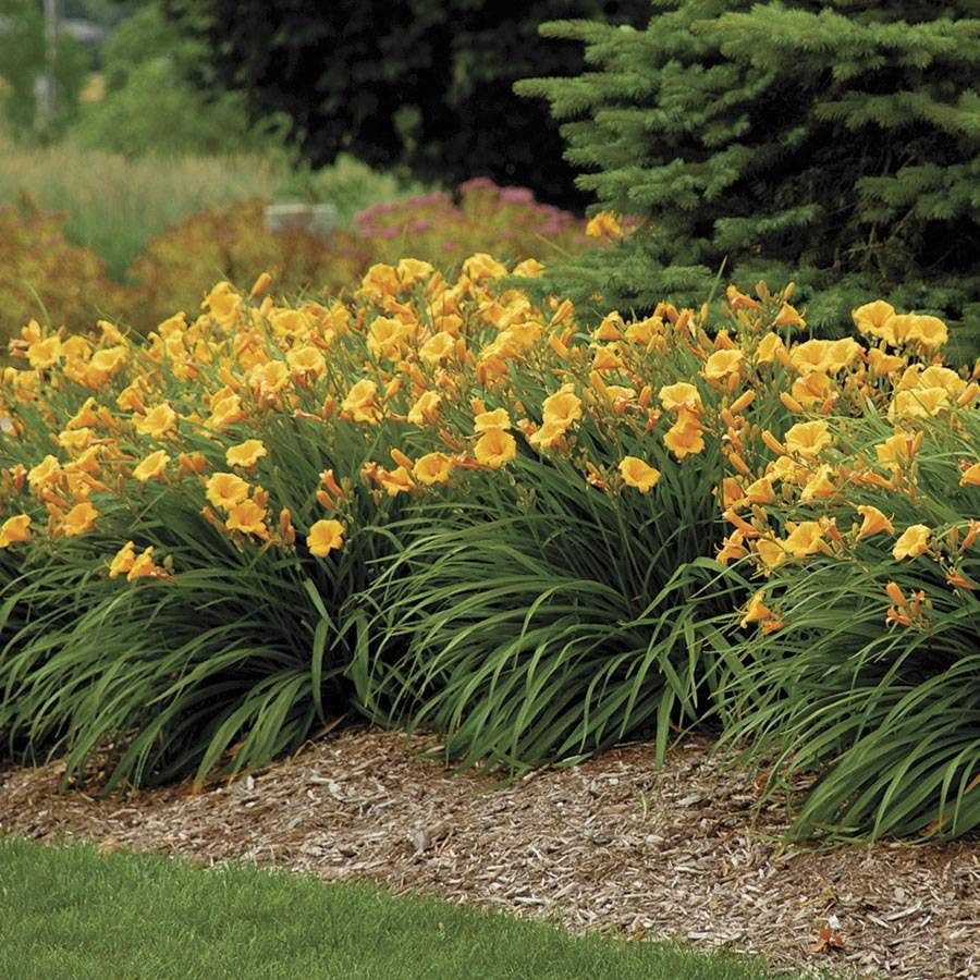 Hemerocallis 'Stella de Oro'