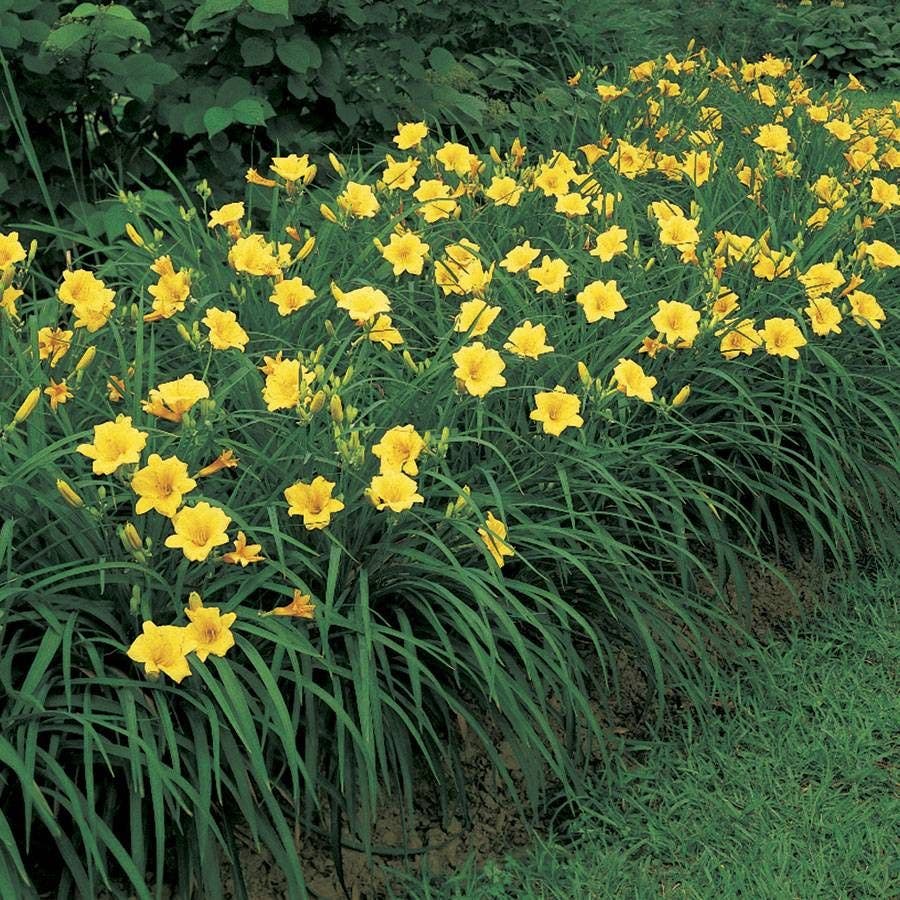 Hemerocallis 'Stella de Oro'