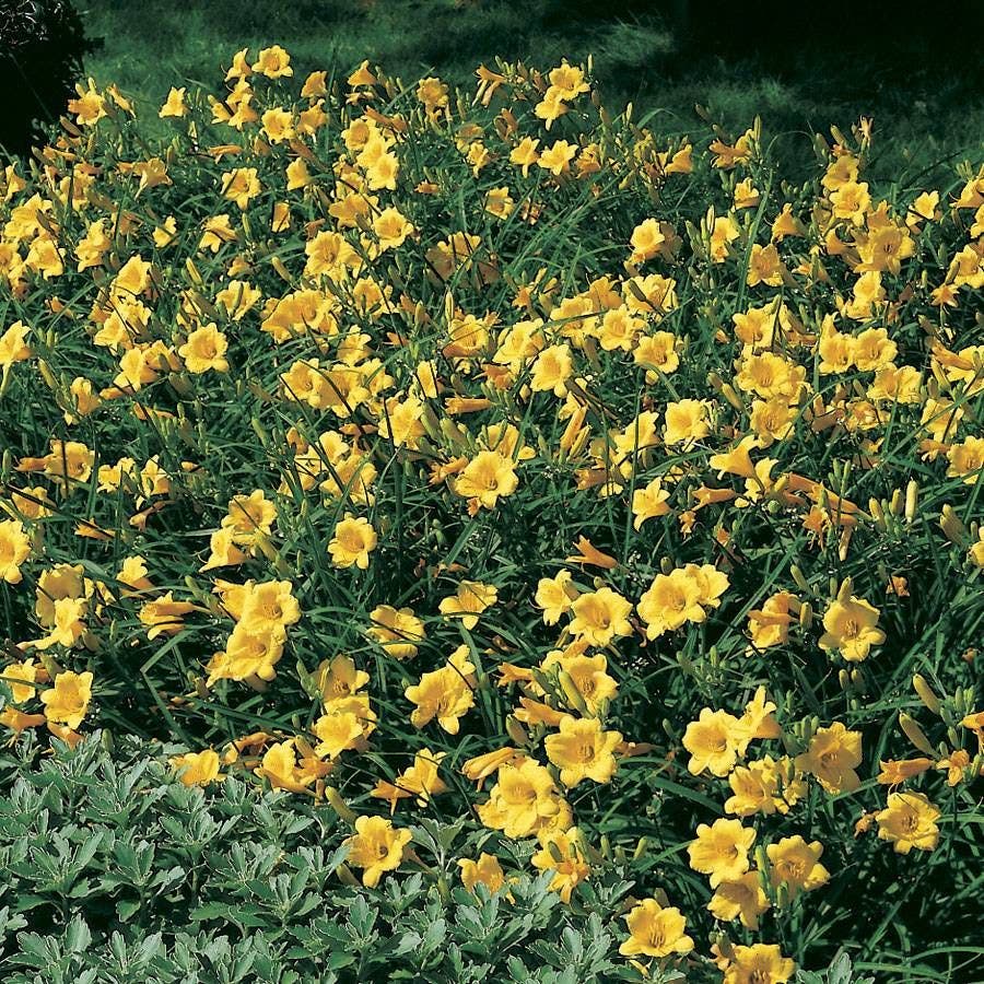 Hemerocallis 'Stella de Oro'
