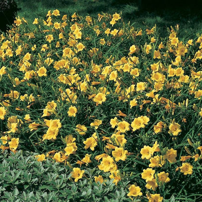 Hemerocallis 'Stella de Oro'