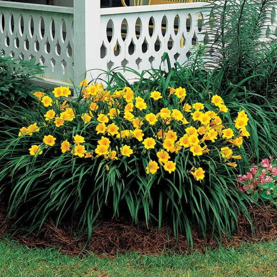 Hemerocallis 'Stella de Oro'