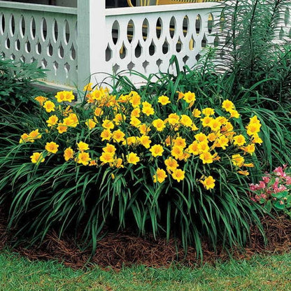 Hemerocallis 'Stella de Oro'