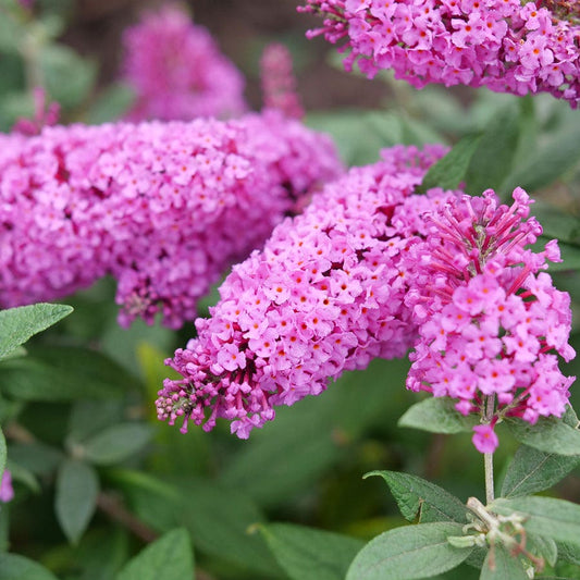 Buddleia Pugster Pinker™ Butterfly Bush