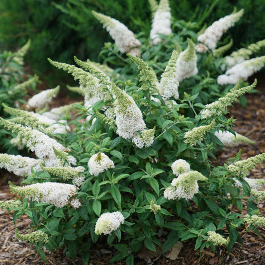 Buddleia Pugster White® Butterfly Bush
