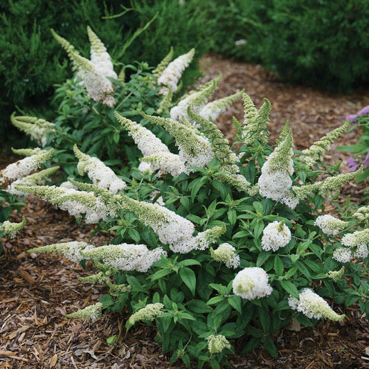 Buddleia Pugster White® Butterfly Bush