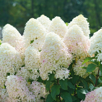 Hydrangea Quick Fire Fab® Panicle Hydrangea