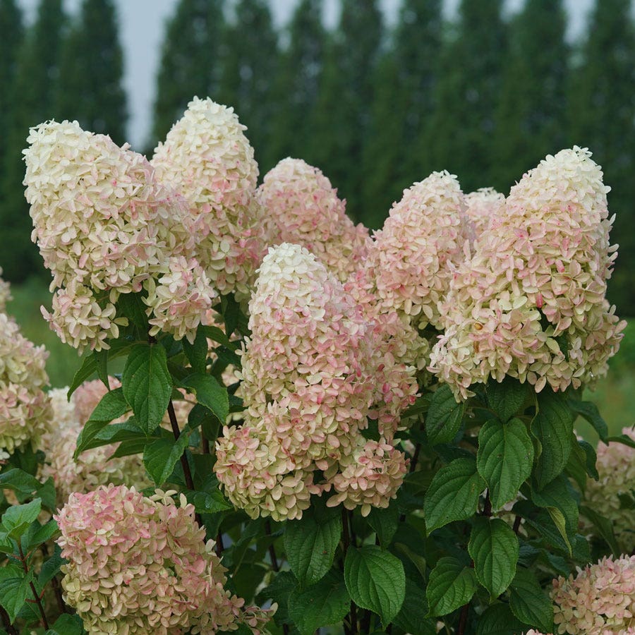 Hydrangea Quick Fire Fab® Panicle Hydrangea