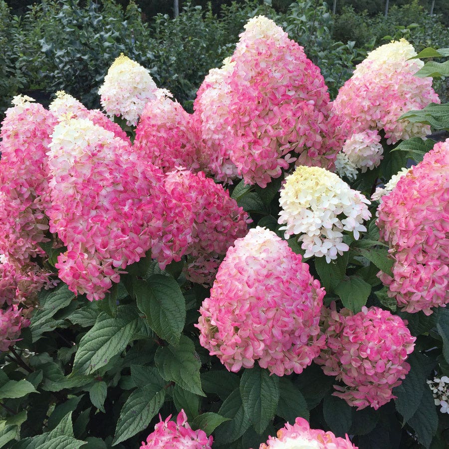 Hydrangea Quick Fire Fab® Panicle Hydrangea – Wayside Gardens