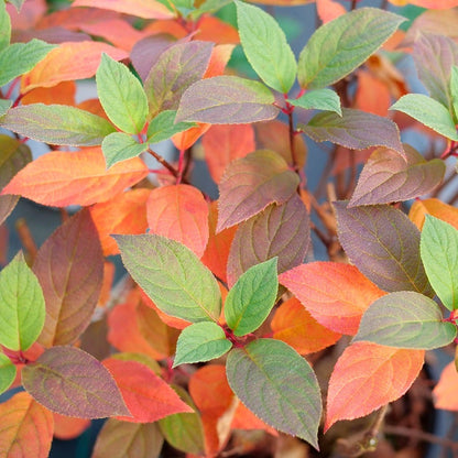 Hydrangea Quick Fire Fab® Panicle Hydrangea