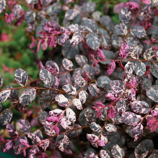 Loropetalum Jazz Hands Variegated® Chinese Fringe Flower