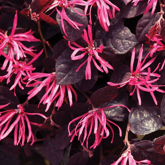Loropetalum Jazz Hands® Pink Chinese Fringe Flower
