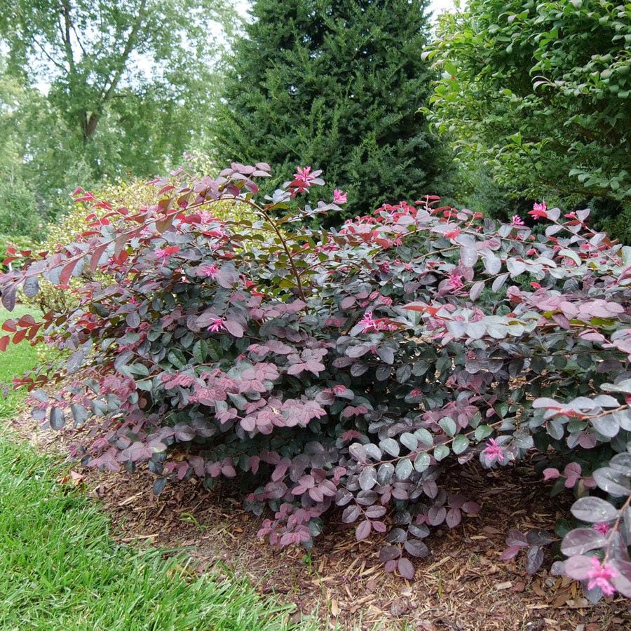 Loropetalum Jazz Hands® Pink Chinese Fringe Flower