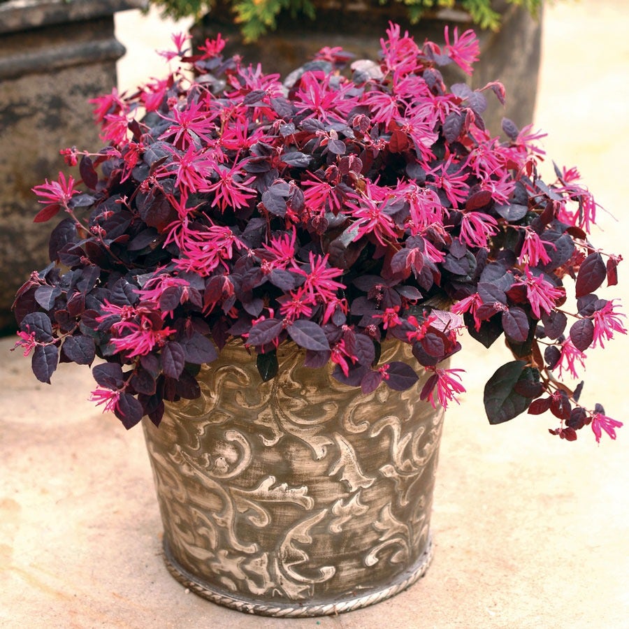 Loropetalum Jazz Hands® Pink Chinese Fringe Flower