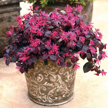 Loropetalum Jazz Hands® Pink Chinese Fringe Flower