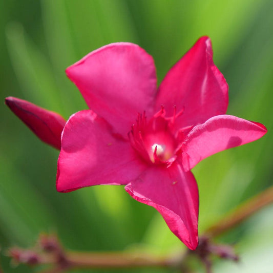 Nerium Austin Pretty Limits® Oleander
