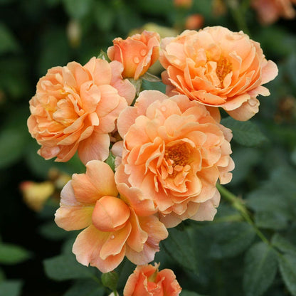 Rosa At Last™ Rose