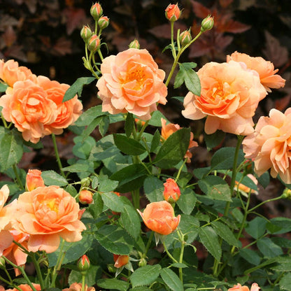 Rosa At Last™ Rose