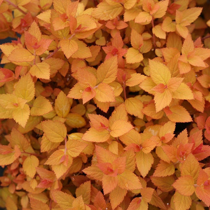 Spiraea Double Play® Candy Corn®
