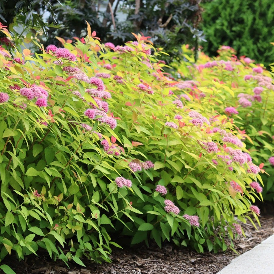 Spiraea Double Play® Candy Corn®