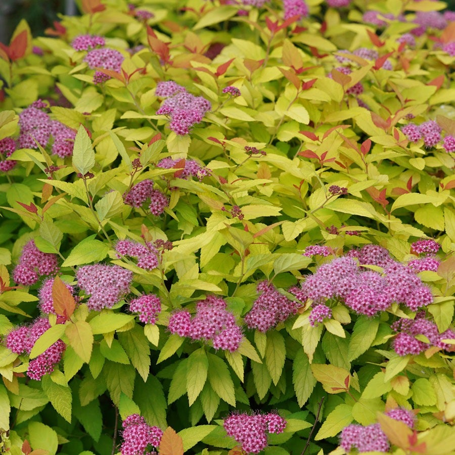 Spiraea Double Play® Candy Corn®