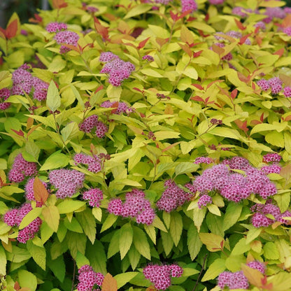 Spiraea Double Play® Candy Corn®