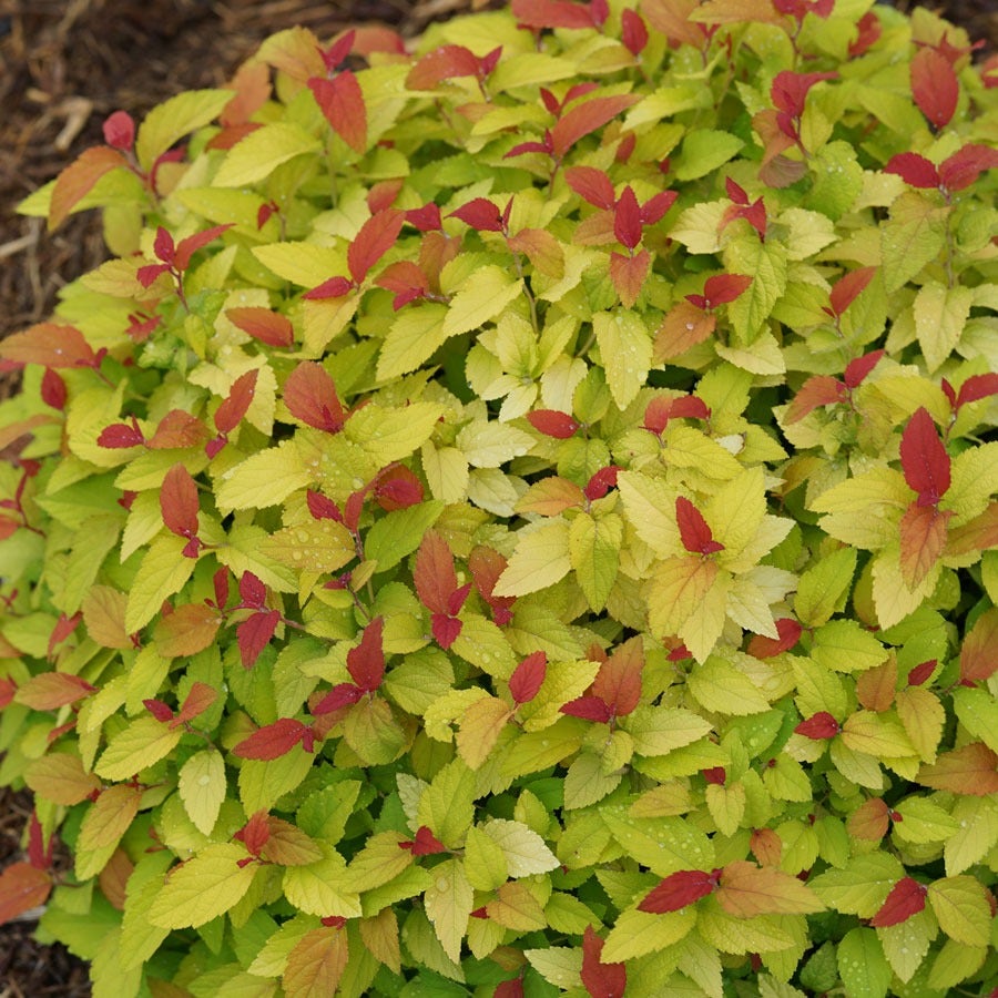 Spiraea Double Play® Candy Corn®