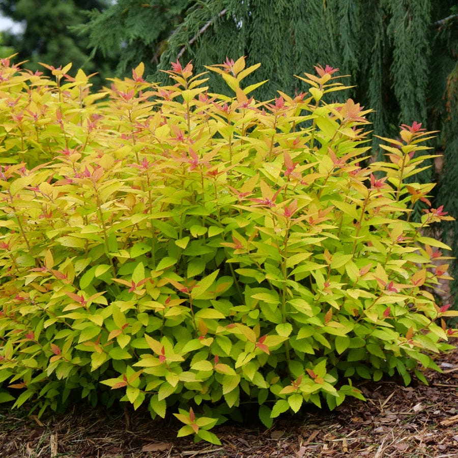 Spiraea Double Play® Candy Corn®