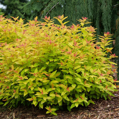 Spiraea Double Play® Candy Corn®