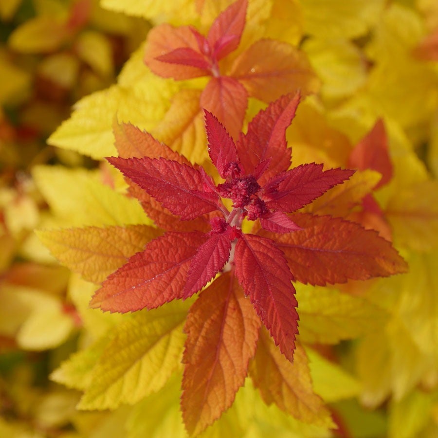 Spiraea Double Play® Candy Corn®