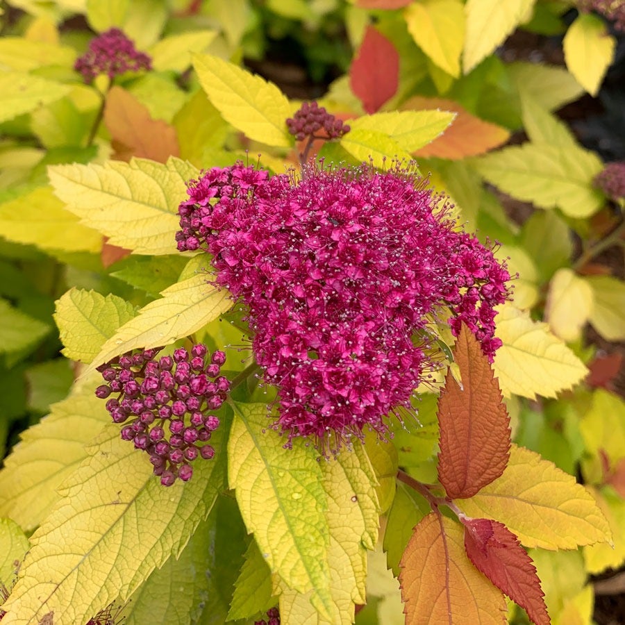Spiraea Double Play® Candy Corn®