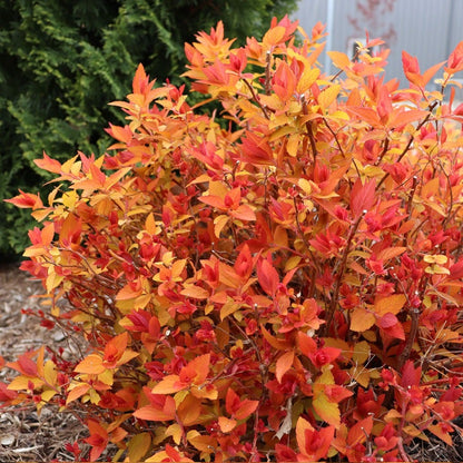 Spiraea Double Play® Candy Corn®