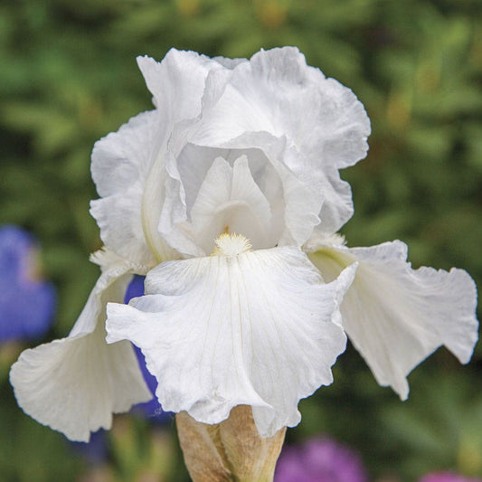 Iris Immortality Reblooming Bearded Iris